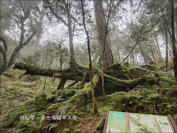 棲蘭神木園76.jpg
