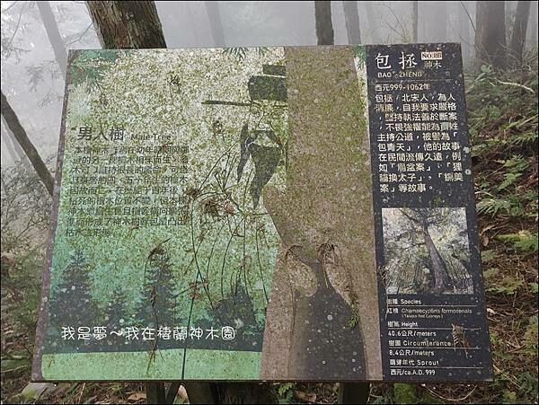 棲蘭神木園58.jpg