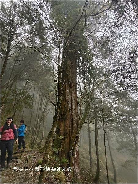 棲蘭神木園69.jpg
