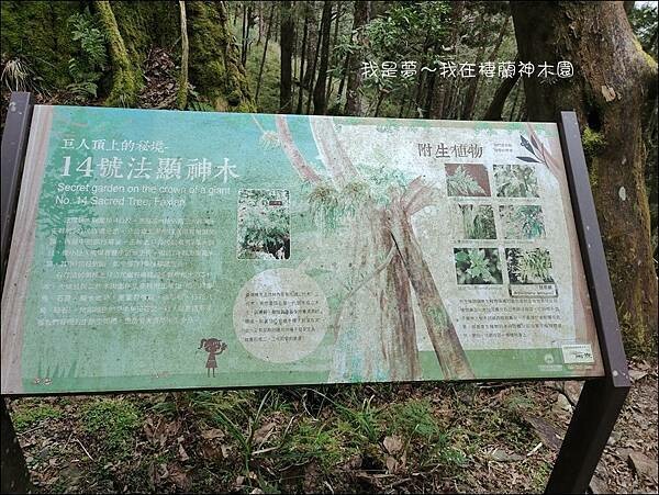 棲蘭神木園39.jpg