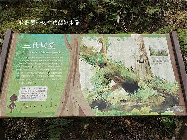 棲蘭神木園74.jpg