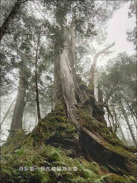 棲蘭神木園92.jpg