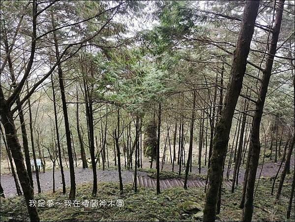 棲蘭神木園14.jpg