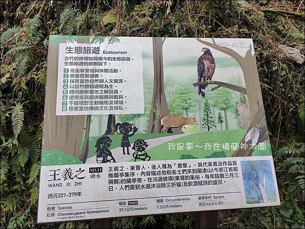 棲蘭神木園29.jpg