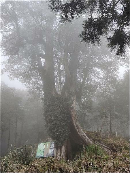 棲蘭神木園55.jpg