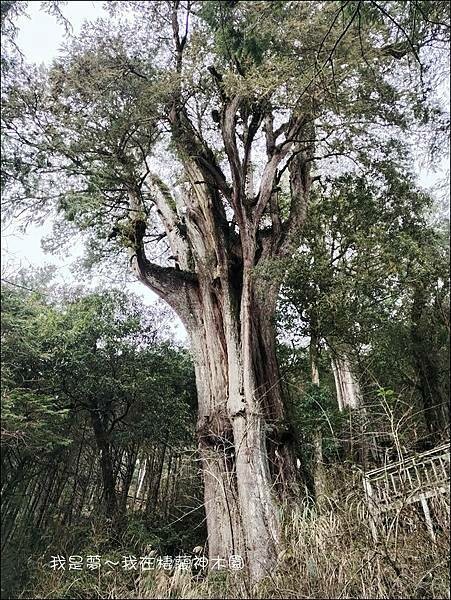 棲蘭神木園16.jpg