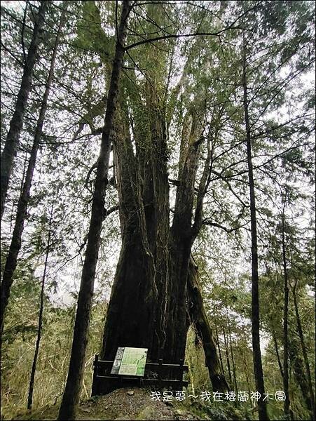棲蘭神木園18.jpg