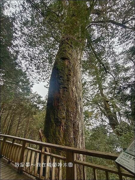 棲蘭神木園09.jpg