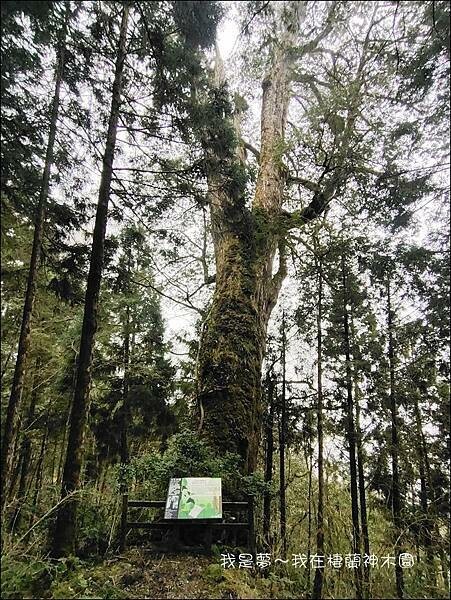 棲蘭神木園22.jpg