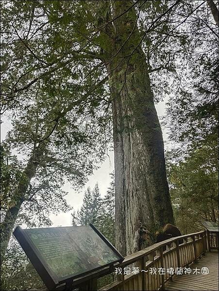 棲蘭神木園07.jpg