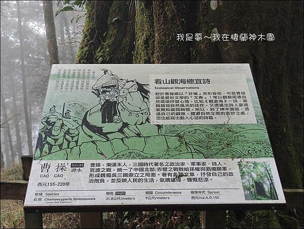 棲蘭神木園99.jpg