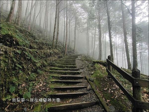 棲蘭神木園71.jpg