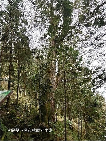 棲蘭神木園28.jpg