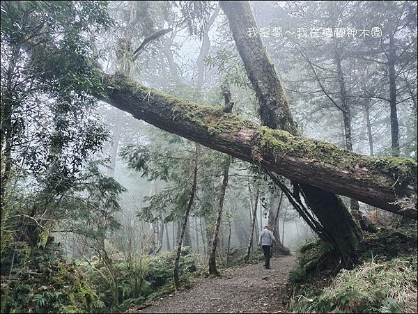 棲蘭神木園86.jpg