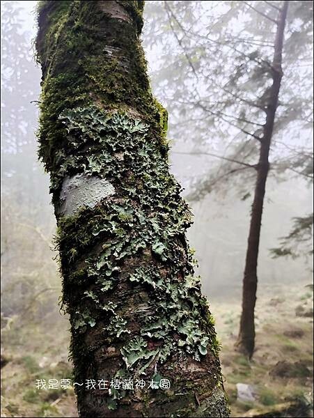 棲蘭神木園68.jpg