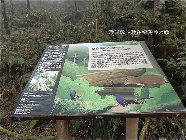 棲蘭神木園103.jpg