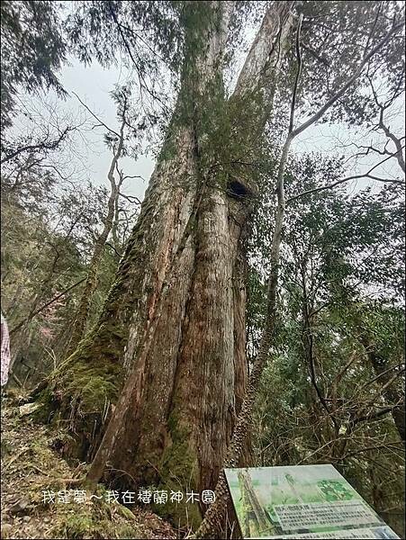 棲蘭神木園35.jpg