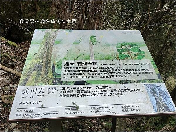 棲蘭神木園36.jpg