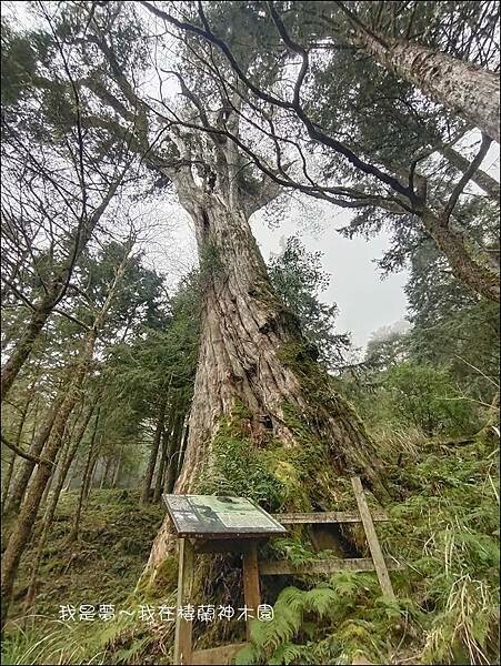 棲蘭神木園47.jpg