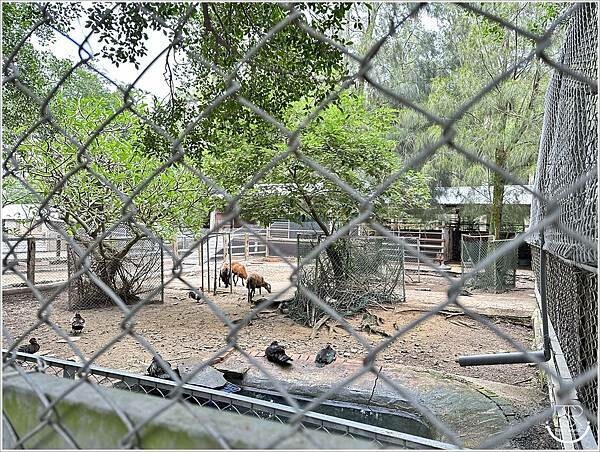 台灣水牛城 (64).jpg 台灣水牛城 (64).jpg