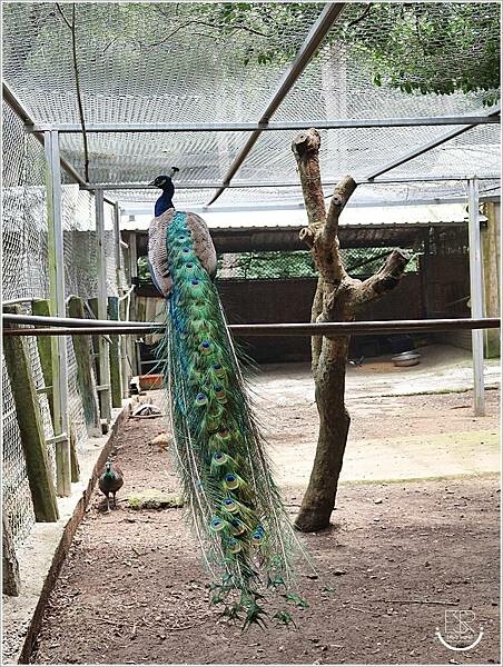 台灣水牛城 (40).JPG 台灣水牛城 (40).JPG