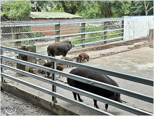 台灣水牛城 (66).jpg 台灣水牛城 (66).jpg