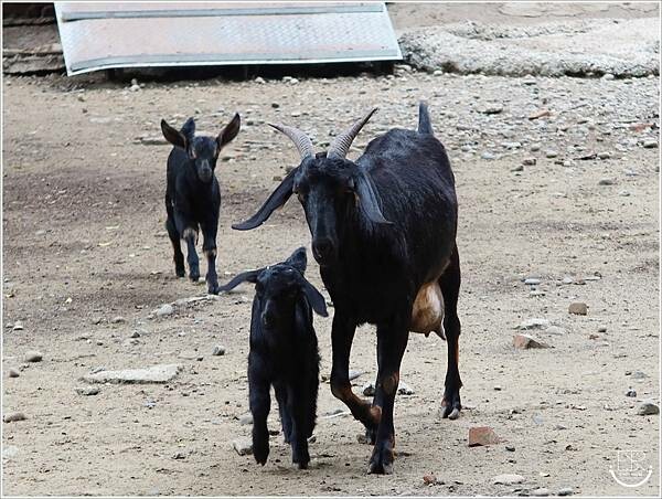 台灣水牛城 (2).JPG 台灣水牛城 (2).JPG