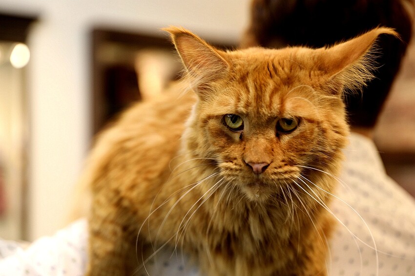 【嘉義理髮廳推薦】時髦英式油頭、紳士復古風讓你秒變型男 還有貓咪店長坐鎮｜Eugene's Barber Shop x 嘉義