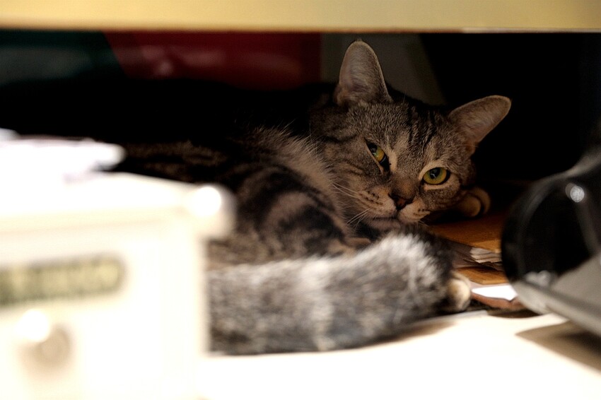 【嘉義理髮廳推薦】時髦英式油頭、紳士復古風讓你秒變型男 還有貓咪店長坐鎮｜Eugene's Barber Shop x 嘉義