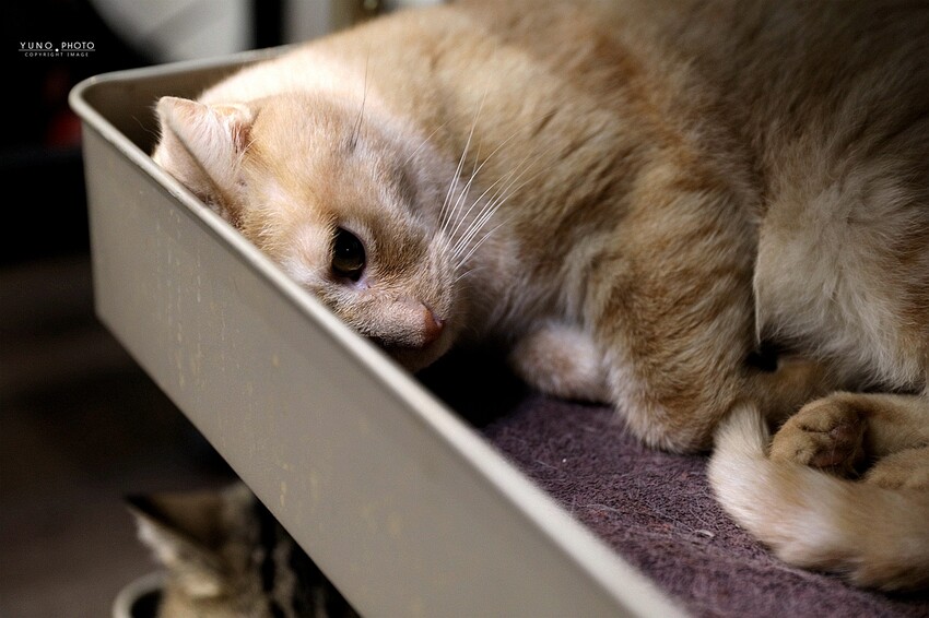 【嘉義理髮廳推薦】時髦英式油頭、紳士復古風讓你秒變型男 還有貓咪店長坐鎮｜Eugene's Barber Shop x 嘉義