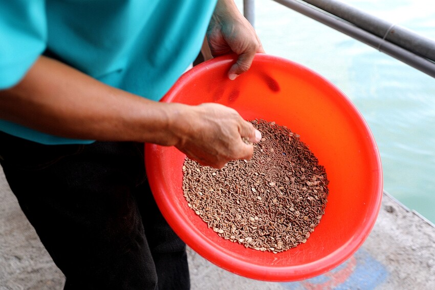 嘉義大埔秘境!全台最美觀景台|和平竹炭窯|內葉翅吊橋|玄山湖山林|大埔和平社區最適合親子的慢活嘉義兩