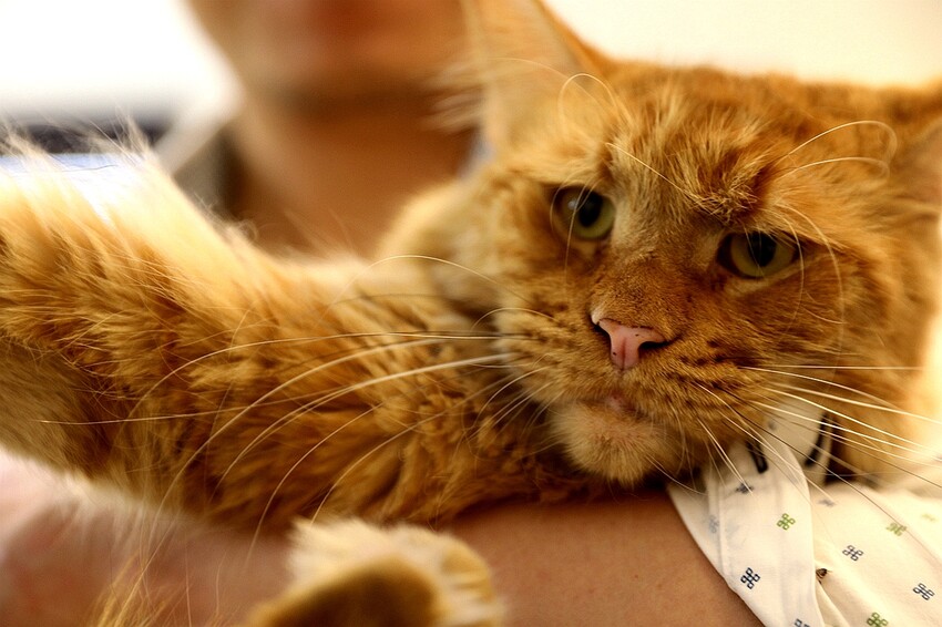 【嘉義理髮廳推薦】時髦英式油頭、紳士復古風讓你秒變型男 還有貓咪店長坐鎮｜Eugene's Barber Shop x 嘉義