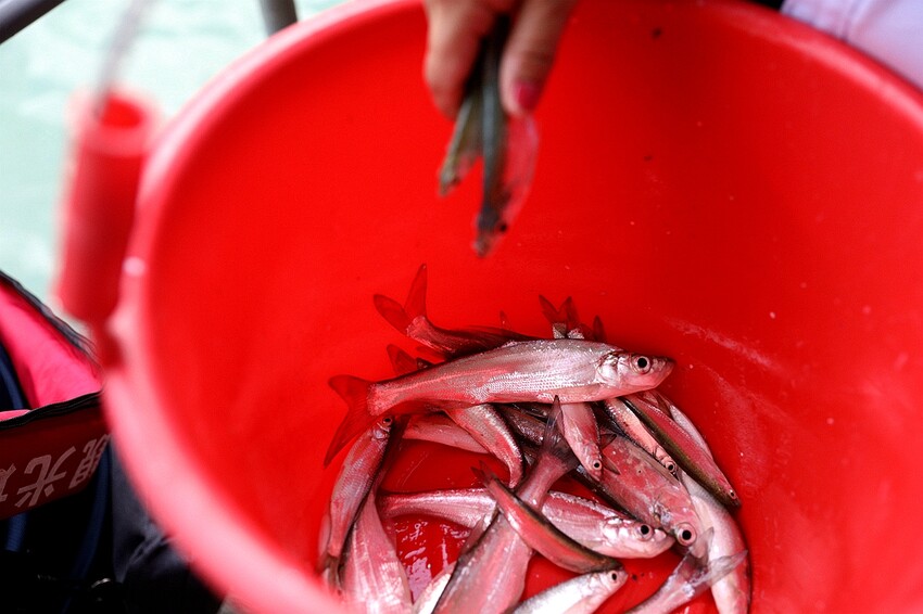 嘉義大埔秘境!全台最美觀景台|和平竹炭窯|內葉翅吊橋|玄山湖山林|大埔和平社區最適合親子的慢活嘉義兩
