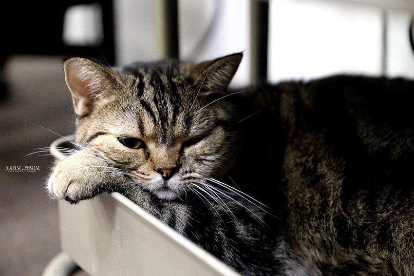 【嘉義理髮廳推薦】時髦英式油頭、紳士復古風讓你秒變型男 還有貓咪店長坐鎮｜Eugene's Barber Shop x 嘉義