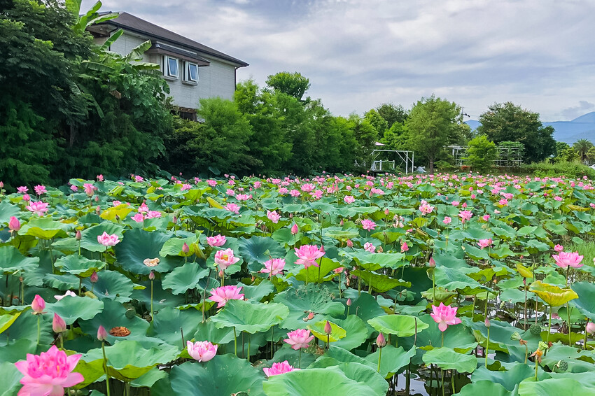 絕美單車路線!期間限定彩繪稻田、夏日煙花、荷葉飯DIY