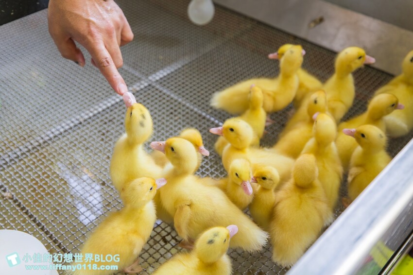 絕美單車路線!期間限定彩繪稻田、夏日煙花、荷葉飯DIY