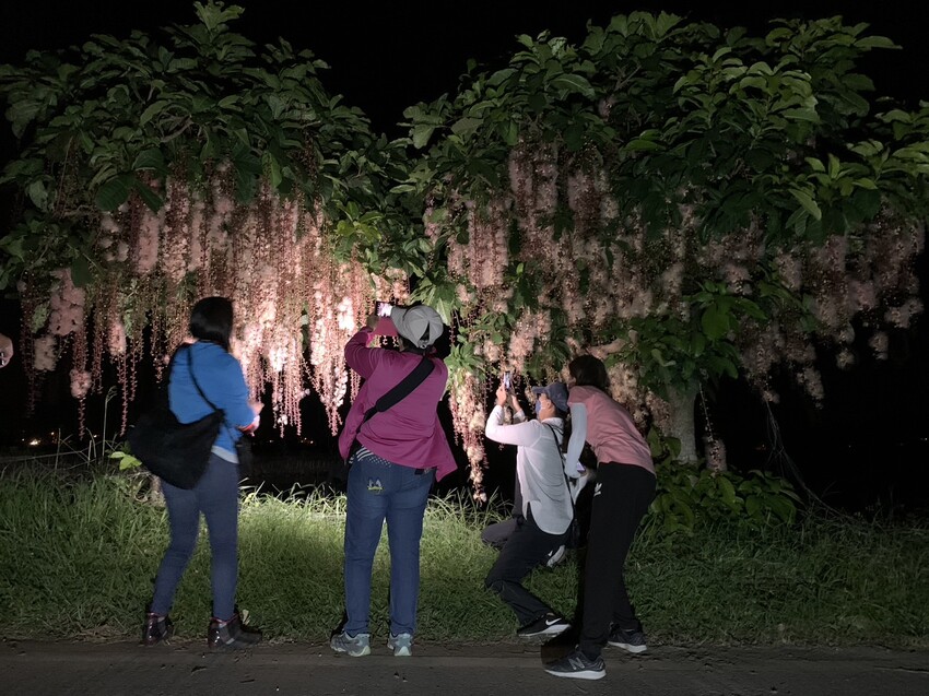 絕美單車路線!期間限定彩繪稻田、夏日煙花、荷葉飯DIY