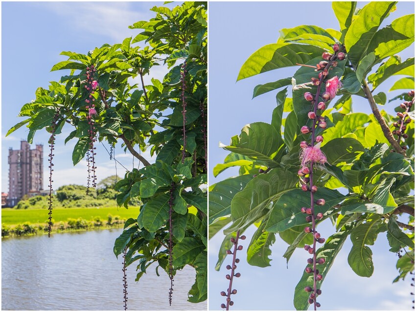 絕美單車路線!期間限定彩繪稻田、夏日煙花、荷葉飯DIY
