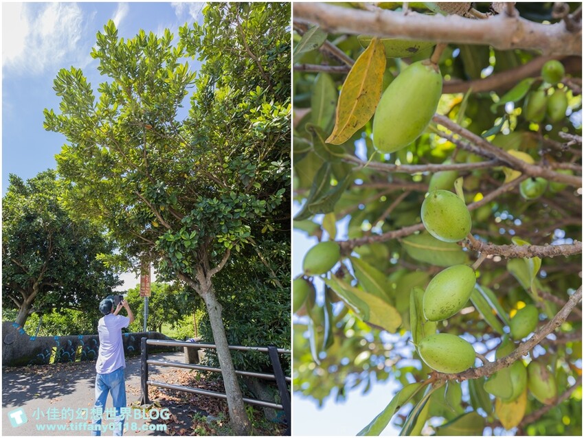 絕美單車路線!期間限定彩繪稻田、夏日煙花、荷葉飯DIY