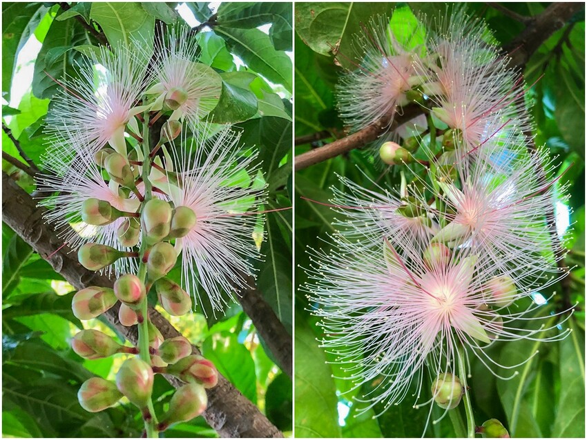 絕美單車路線!期間限定彩繪稻田、夏日煙花、荷葉飯DIY