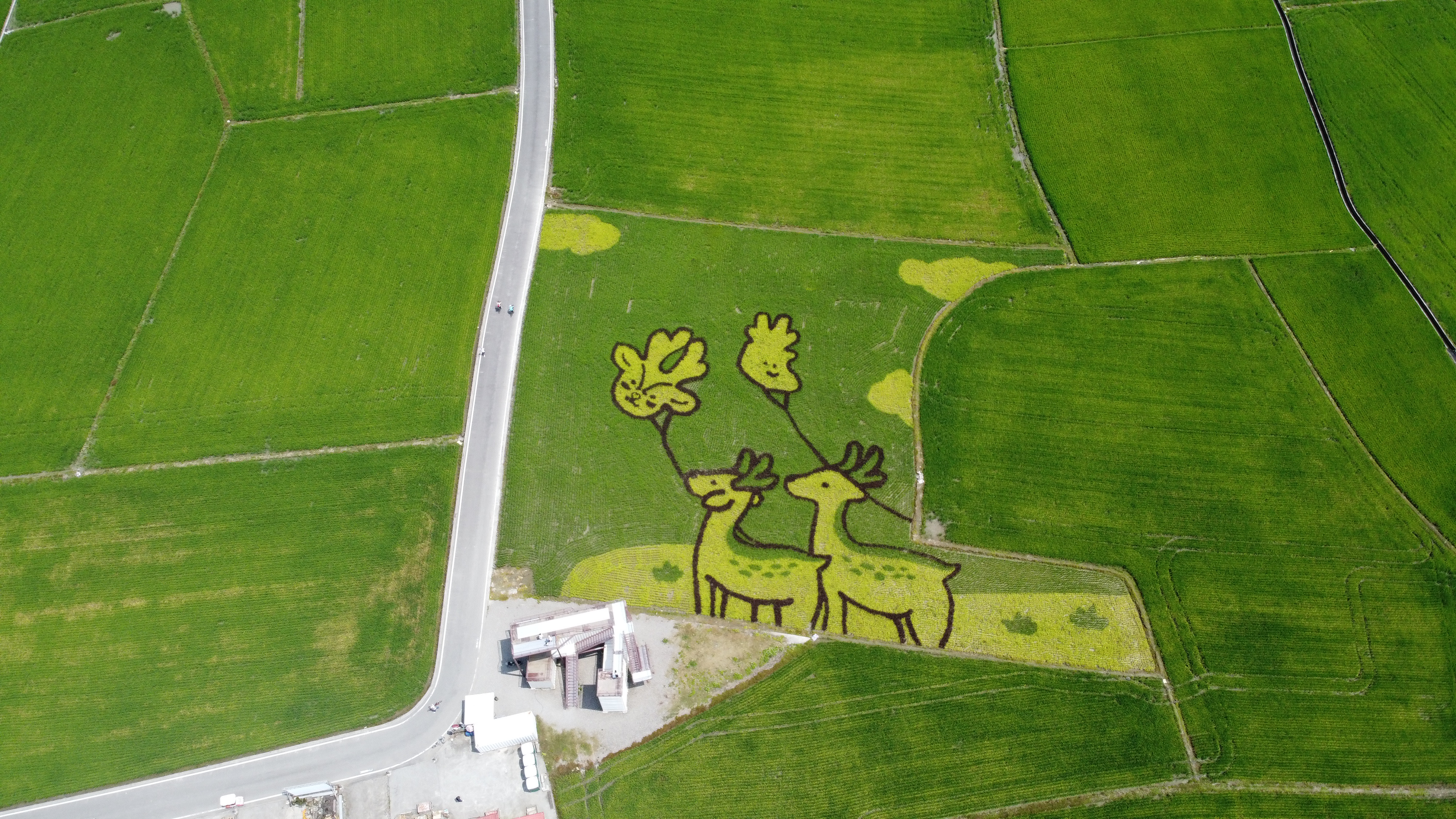 絕美單車路線!期間限定彩繪稻田、夏日煙花、荷葉飯DIY