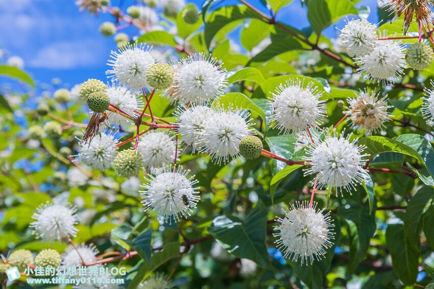 絕美單車路線!期間限定彩繪稻田、夏日煙花、荷葉飯DIY