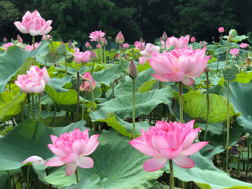 絕美單車路線!期間限定彩繪稻田、夏日煙花、荷葉飯DIY