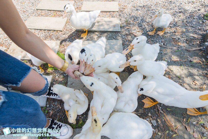 絕美單車路線!期間限定彩繪稻田、夏日煙花、荷葉飯DIY