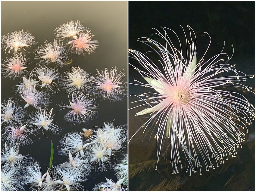 絕美單車路線!期間限定彩繪稻田、夏日煙花、荷葉飯DIY