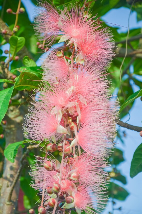絕美單車路線!期間限定彩繪稻田、夏日煙花、荷葉飯DIY