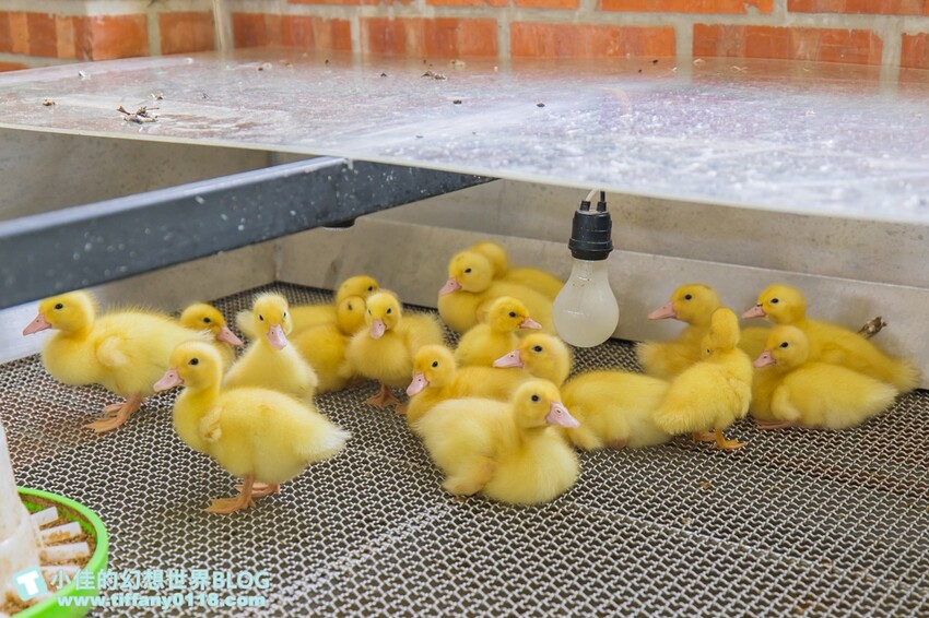 絕美單車路線!期間限定彩繪稻田、夏日煙花、荷葉飯DIY