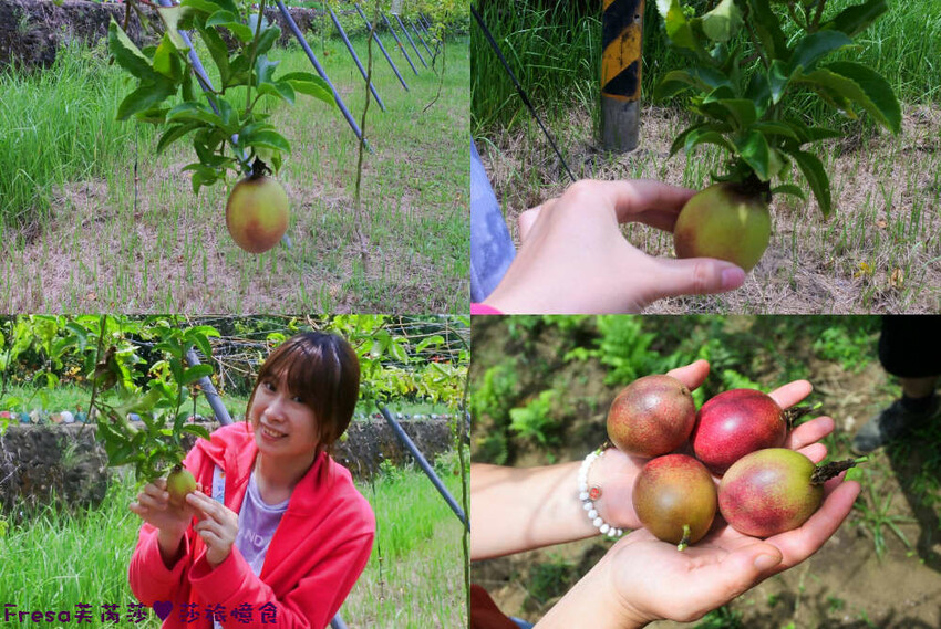 台南旅遊【山中的繽紛奇遇記│探索西拉雅文化】玉井芒果冰超沁涼＆左鎮老街DIY雪花糬喝咖啡│溫噹噹果園│熱情小子芒果冰│DIY絲絡刷刷棒│天埔社區風味餐│沐重光珈琲 - Fresa芙芮莎♥莎旅憶食