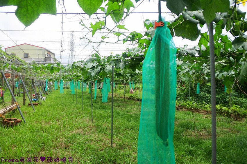 台南旅遊【山中的繽紛奇遇記│探索西拉雅文化】玉井芒果冰超沁涼＆左鎮老街DIY雪花糬喝咖啡│溫噹噹果園│熱情小子芒果冰│DIY絲絡刷刷棒│天埔社區風味餐│沐重光珈琲 - Fresa芙芮莎♥莎旅憶食