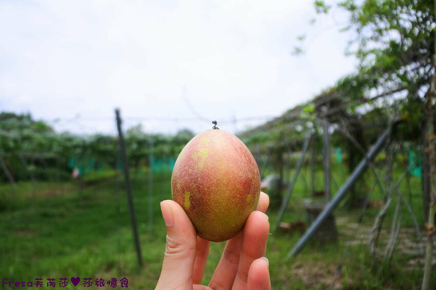 台南旅遊【山中的繽紛奇遇記│探索西拉雅文化】玉井芒果冰超沁涼＆左鎮老街DIY雪花糬喝咖啡│溫噹噹果園│熱情小子芒果冰│DIY絲絡刷刷棒│天埔社區風味餐│沐重光珈琲 - Fresa芙芮莎♥莎旅憶食